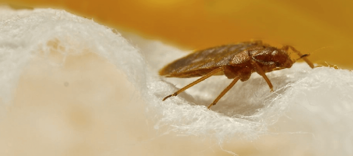 BED BUG CONTROL Elite Pest Control