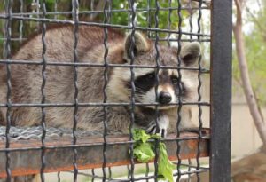Raccoon Removal Services in Atlanta, GA - Elite Pest Control