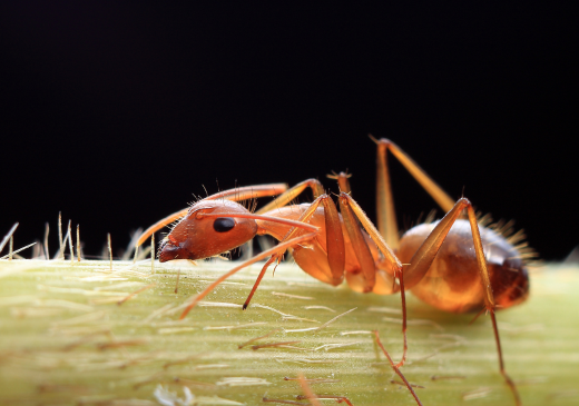 Carpenter Ant Treatment in Atlanta